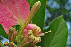 utils/thumbs/Rubiaceae/Pinckneya_f6oq5foW5GF2fymuAo6vZe.jpg