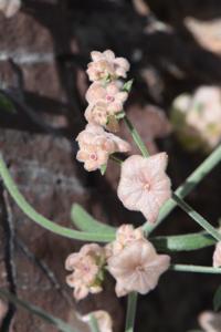 Plocama hymenostephana