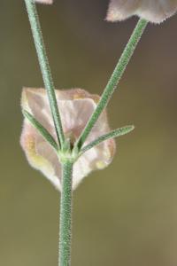 Plocama hymenostephana