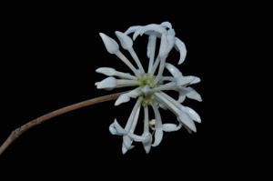 Prismatomeris sessiliflora