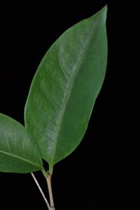 Prismatomeris sessiliflora