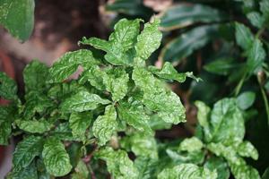 Psychotria nervosa