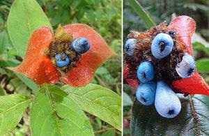 Psychotria poeppigiana