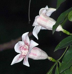 Rothmannia manganjae