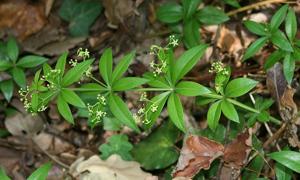 Rubia peregrina