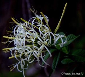 utils/thumbs/Rubiaceae/Solenandra_jahKUACCP6LYbitMRgiUMr.jpg