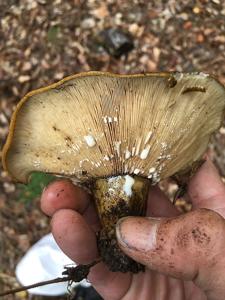 utils/thumbs/Russulaceae/Lactarius_4HjUJFimFDvVeJqWXnRTWo.jpg