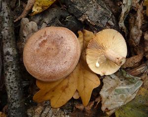 utils/thumbs/Russulaceae/Lactarius_PKxLDvDcRVp9gwHYyEWSFV.jpg