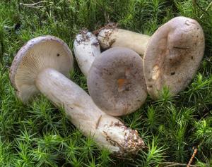 utils/thumbs/Russulaceae/Lactarius_XpbJpsXkrwPoxhvwHeNq9k.jpg