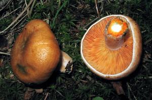 utils/thumbs/Russulaceae/Lactarius_g4mhKcmphC7hiSuEuTF6fo.jpg