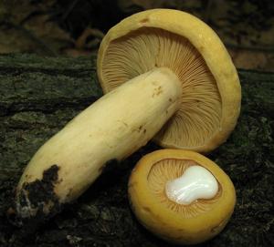 Lactifluus volemus