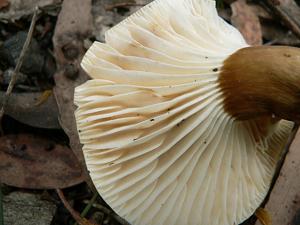 utils/thumbs/Russulaceae/Lactifluus_GxLh6n9mpmgpbLRqscqUkW.jpg