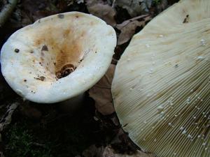 utils/thumbs/Russulaceae/Lactifluus_TfZZynH8fv8sBmyZUnuZ3L.jpg