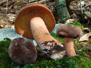 Lactifluus corrugis