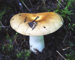 Russula mustelina