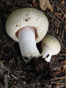 Russula virescens