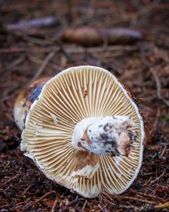 Russula nigricans