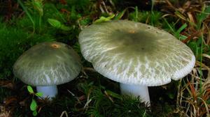 utils/thumbs/Russulaceae/Russula_bmsTrCmANBvS3cZ8x6dasy.jpg