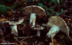 Russula nigricans