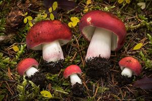 utils/thumbs/Russulaceae/Russula_ioKvYFcXNjKBGoJWFzcHM8.jpg