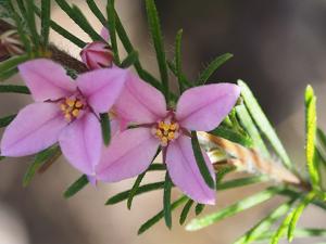 Boronia stricta