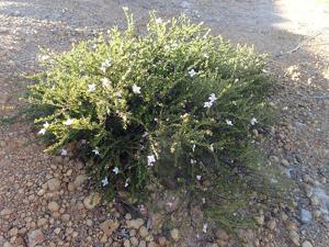 Boronia oxyantha