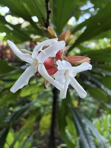utils/thumbs/Rutaceae/Erythrochiton_k4hqifTd9GhfTbowyJvjKv.jpg