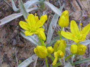 Haplophyllum linifolium subsp. rosmarinifolium