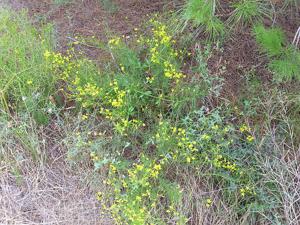 Haplophyllum linifolium subsp. rosmarinifolium
