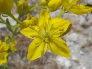 Haplophyllum linifolium