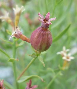 Comandra umbellata subsp. pallida