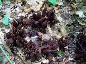 utils/thumbs/Sarcoscyphaceae/Wynnea_4Qh62fcLgn29n2Ms7WCXdu.jpg