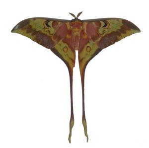 Actias keralana
