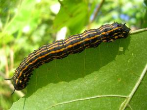 Anisota senatoria