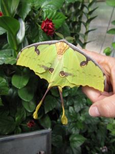 utils/thumbs/Saturniidae/Argema_SFTrDmxFg4SFL9EStSqJ2d.jpg
