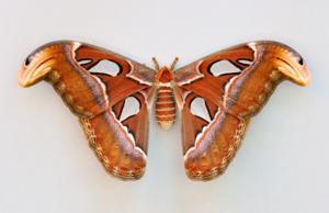 utils/thumbs/Saturniidae/Attacus_GKdKpYhPzSzmforEDtfuPQ.jpg