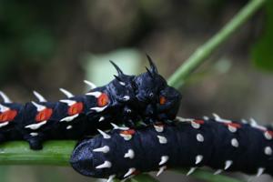 utils/thumbs/Saturniidae/Bunaea_J5AdMmNHSpSQfXTr9Je9Mi.jpg