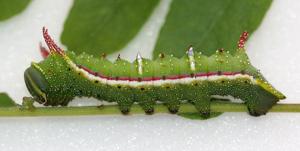 Dryocampa bicolor
