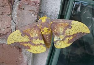 utils/thumbs/Saturniidae/Eacles_h2X8NY9Jc47CbnhXZhuXj2.jpg