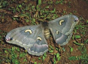 Epiphora fournierae