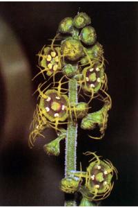 utils/thumbs/Saxifragaceae/Mitella_mYmxWZWgdEnyN3vsFNsq9F.jpg