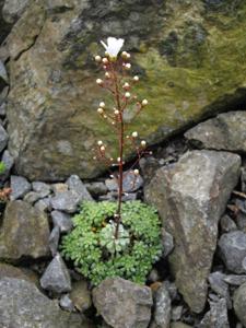 Saxifraga cochlearis