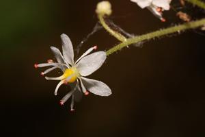Saxifraga mertensiana