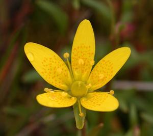 Saxifraga hirculus