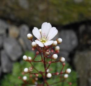 Saxifraga cochlearis