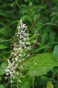 Tiarella cordifolia