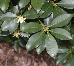 Illicium anisatum