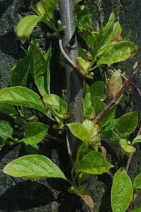 utils/thumbs/Schisandraceae/Schisandra_8N8icsgEFeo2aZ6zCzZDgt.jpg