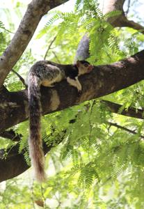 Ratufa macroura