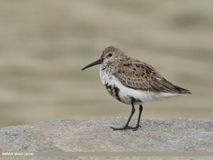 Calidris alpina